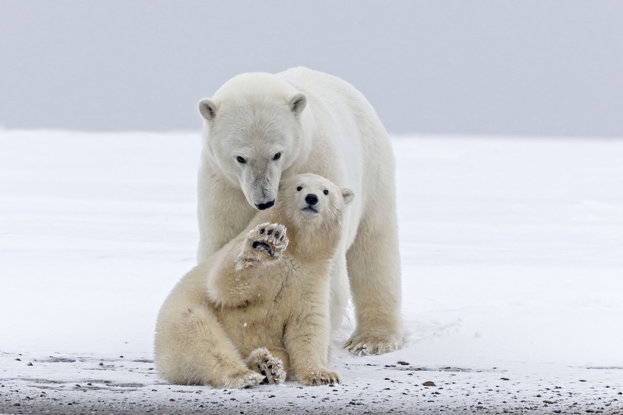 **MANDATORY BYLINE - PIC FROM SYLVAIN CORDIER/ARDEA/CATERS. ** (PICTURED: The mother bear with her cub.) Ice, camera, action! This cute cub clearly knows a thing or two about crowd-pleasing, after giv ...