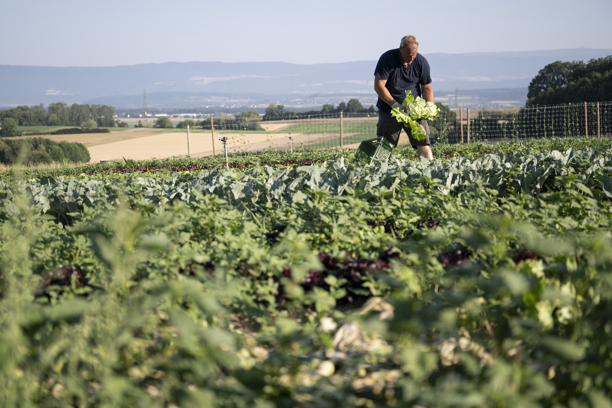 Der Gemuesebauer Thomas Lehmann erntet am fruehen Morgen eines Hitzetags frisch geschnittene Salate auf seinem Betrieb Lehmann Fruechte und Gemuese, am Freitag, 26. Juni 2026, in Buechslen, Gemeinde M ...