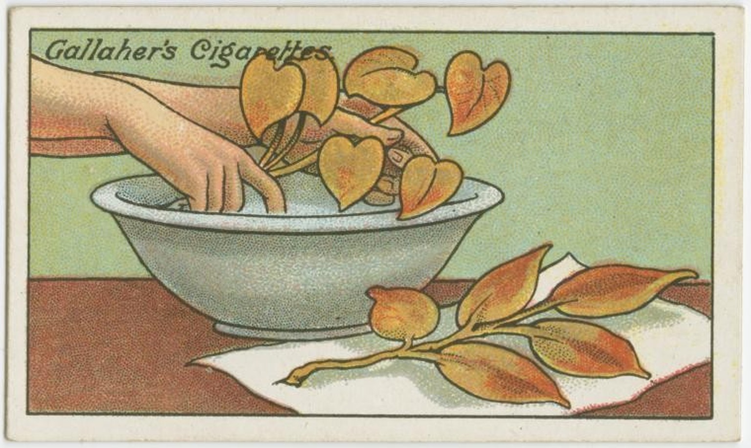 Gallaher-Lifehacks: Wie man Herbstblätter konserviert
https://digitalcollections.nypl.org/items/510d47e4-7a6f-a3d9-e040-e00a18064a99
