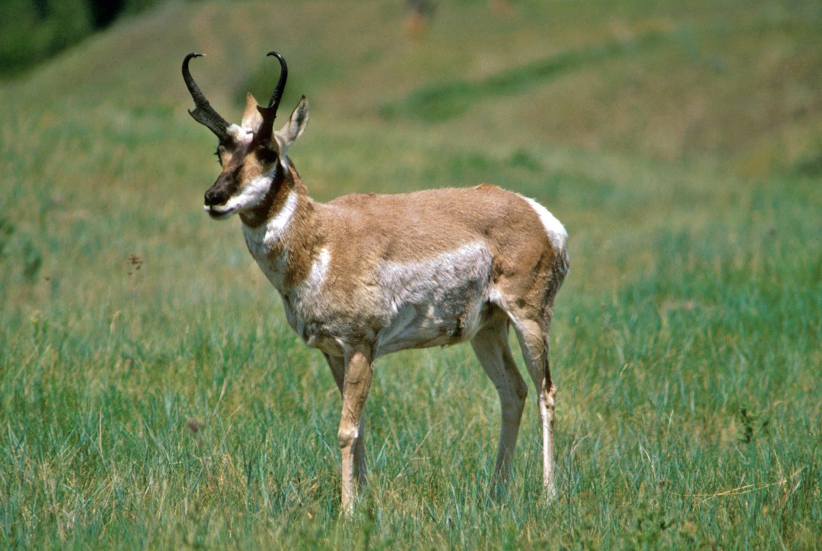 Gabelbock