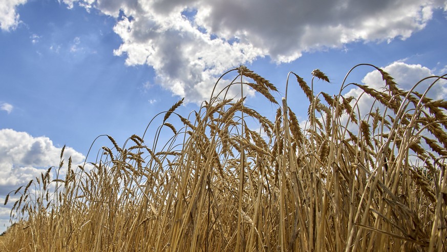 epa10098943 Ears of wheat at a field near the Kharkiv, Ukraine, 30 July 2022. Ukraine was ready to export Ukrainian grain and waiting for signals from partners about the start of transportation, Zelen ...