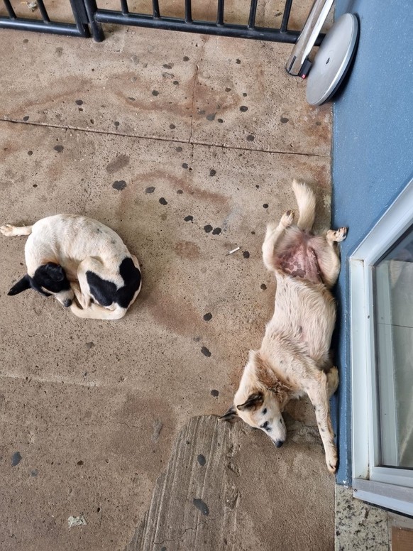 cute news animals in Argentina