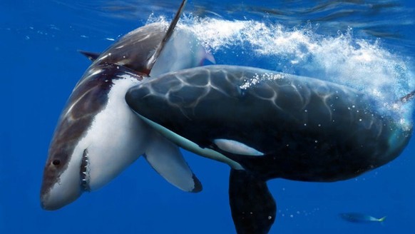 Haie stehen bei Orcas auf dem Speiseplan.