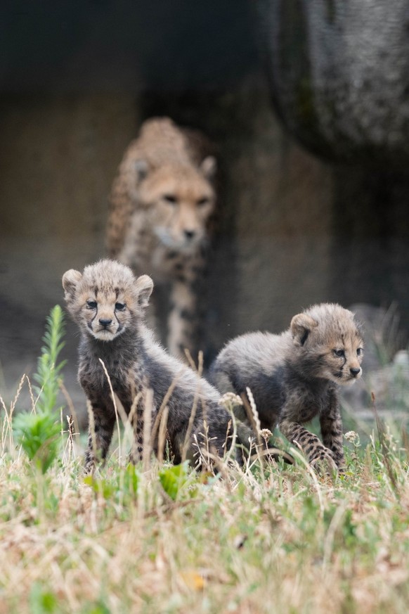 Im Zoo Basel hat eine Geparden-Mutter Sechslinge geworfen.