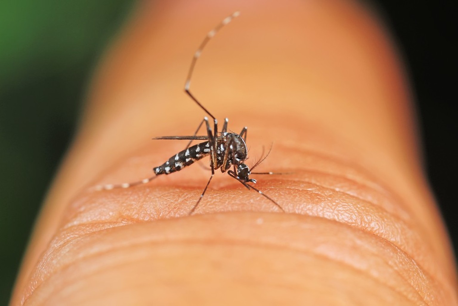 Tigermücke (Aedes albopictus)