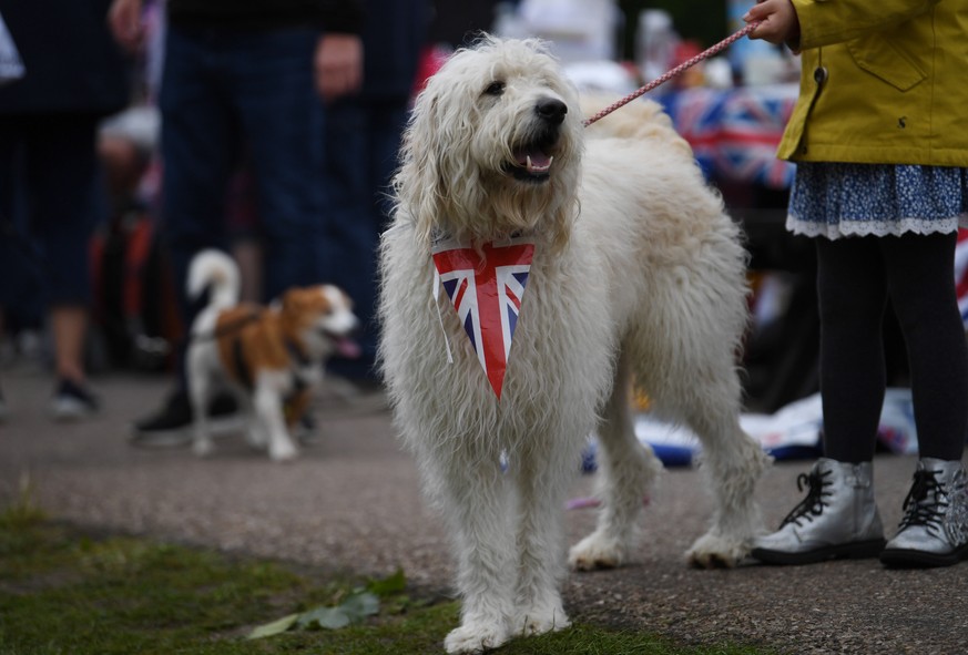 epa09997442 A dog wears a Union Flag collar at The Big Lunch on the Long Walk during the celebrations of the Platinum Jubilee of Queen Elizabeth II, near Windsor Castle Britain, 05 June 2022. Britain  ...