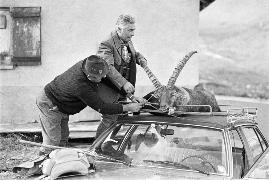 Auch im Jahr 1978 muss der Steinwild-Bestand im Kanton Graubuenden reduziert werden. 280 Tiere sind darum in der Jagdsaison zum Abschuss freigegeben. Alle durch das Los ermittelten Jaeger haben vor de ...