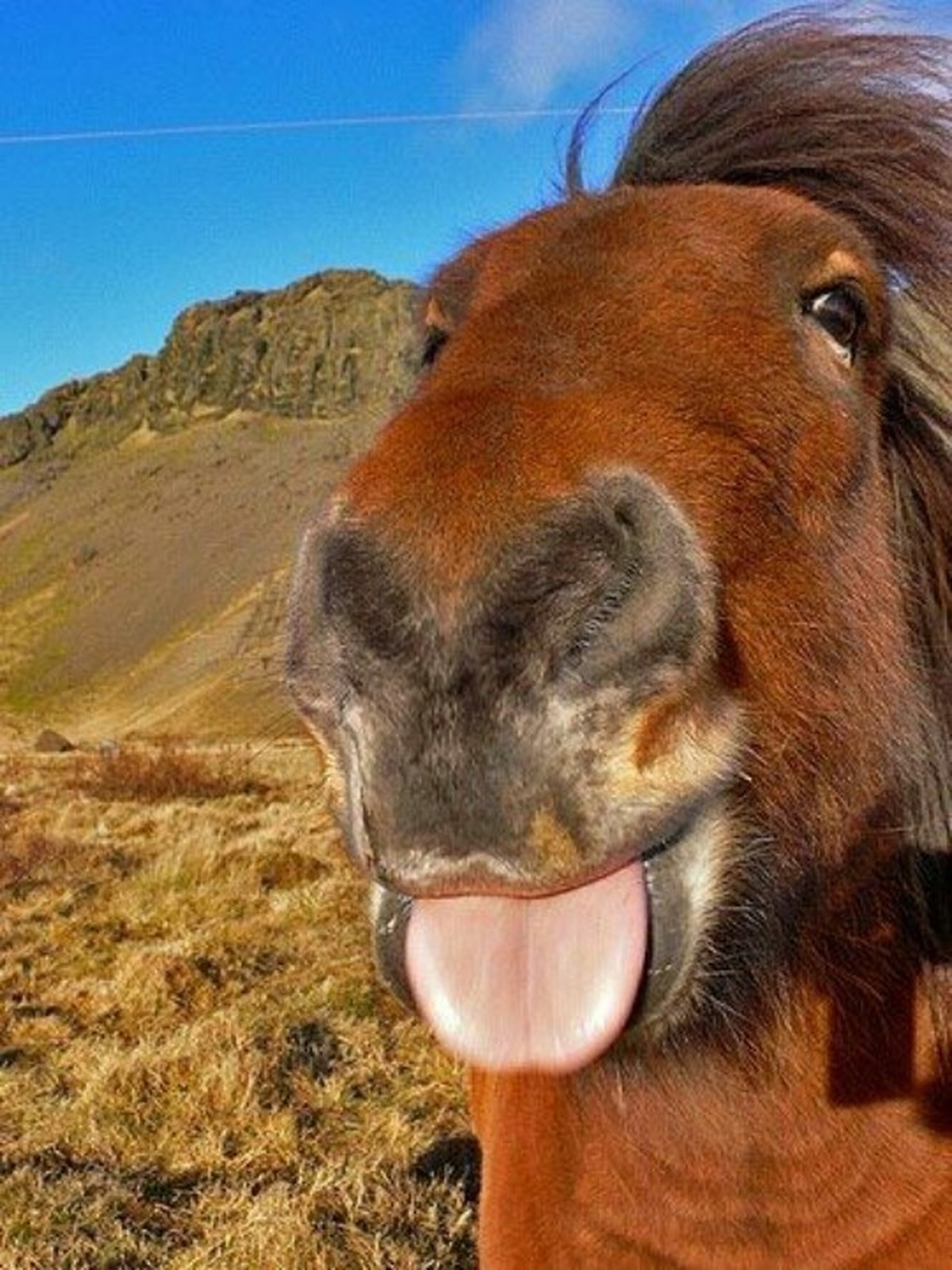 cute news tier pferd

https://ch.pinterest.com/pin/165859198765095983/