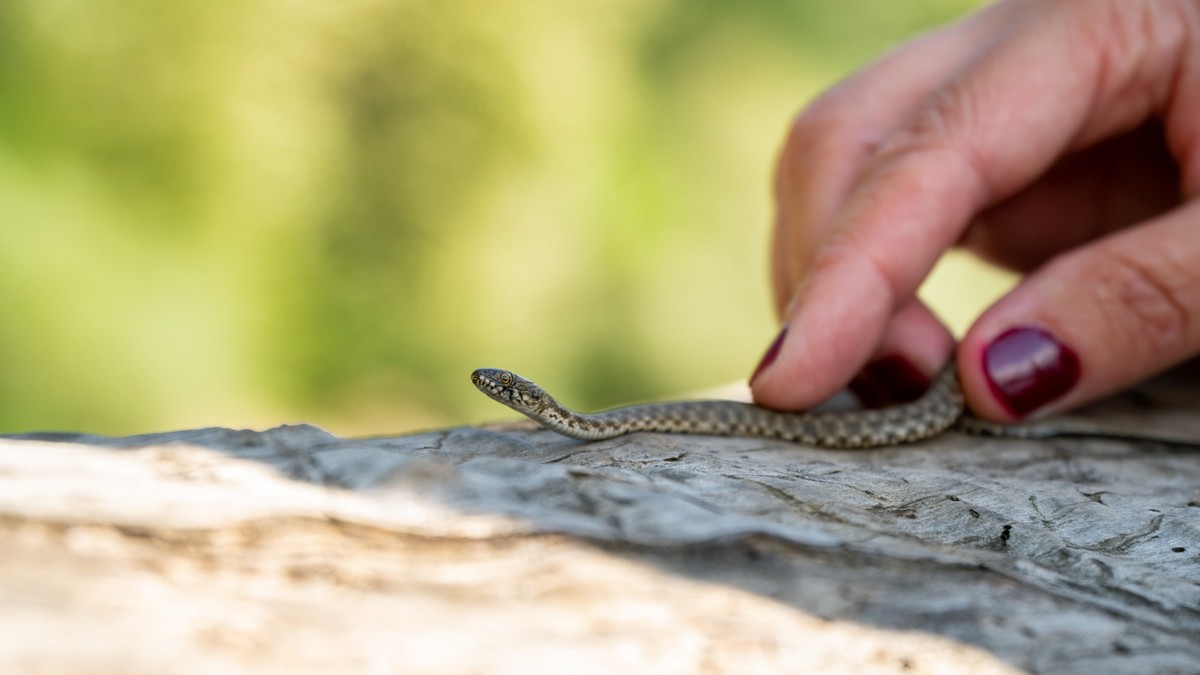 Dice snake (Natrix tessellata) - preparation for a photo shoot xkwx background, outdoor, reptile, animal, nature, wildlife, snake, wild, eye, head, hand, skin, tail, scale, animals, serpent, small, ro ...