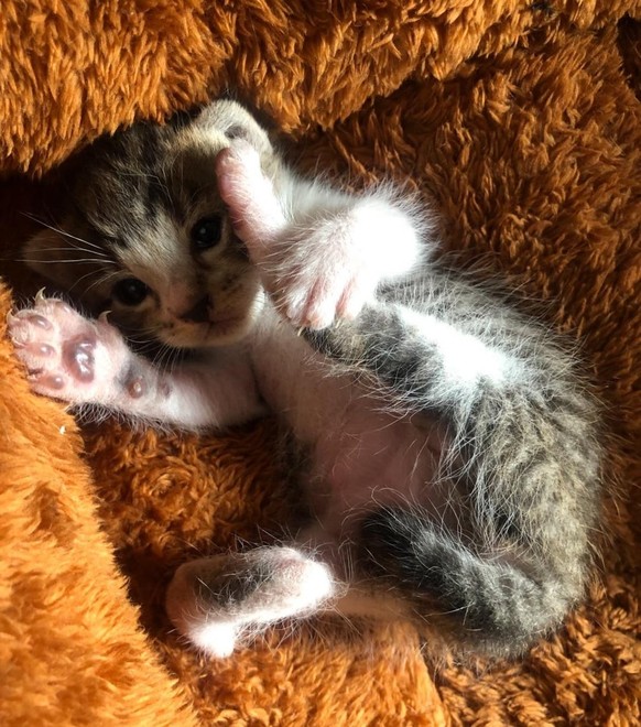 cute news tier katze

https://www.reddit.com/r/IllegallySmolCats/comments/1o6onjv/me_on_a_job_interview_im_flexible/