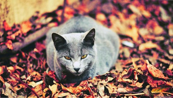 Schöne Katzen im Herbst mit viel Laub
http://www.wallpaperdx.com/photo/cat-leaves-sit-dark-autumn-hd-background-733-416.jpg