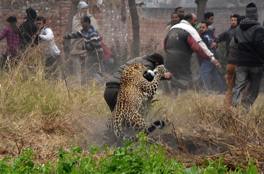 epa07335220 A leopard attacks an Indian forest official in the Lamba Pind village, Punjab, India, 31 January 2019 (issued 01 February 2019). Multiple attempts were made to capture the leopard after it ...