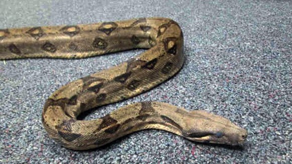 This Sept. 19, 2014 photo provided by the San Diego County Department of Animal Services shows a boa constrictor that has been seized from a man in San Diego, Calif. Authorities said Wednesday, Sept.  ...