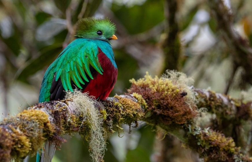 Quetzal