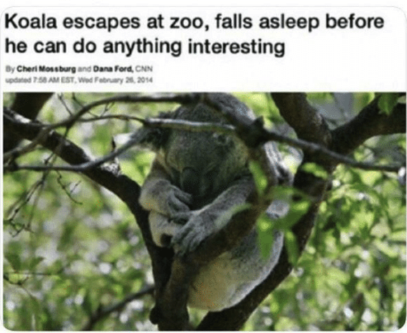 Koalabär kann aus Zoo flüchten und schläft dann ein, bevor er irgend etwas Interessantes tun kann.