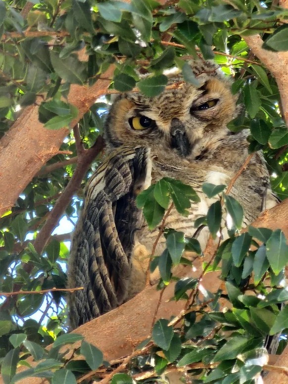 cute news animal tier eule

https://www.reddit.com/r/Owls/comments/uwzequ/spotted_this_lil_guy_in_a_tree_while_at_work/
