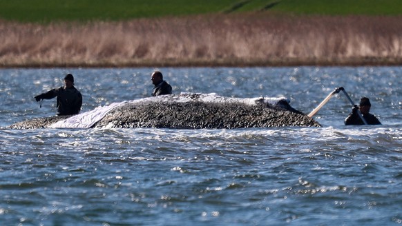 Wirtschaft, Walrettung Timmy 21.04.2026, Walrettung Timmy, v.l. Rettungsteam versucht Timmy Hope zu helfen, teilweise wird mit Wasser bespr