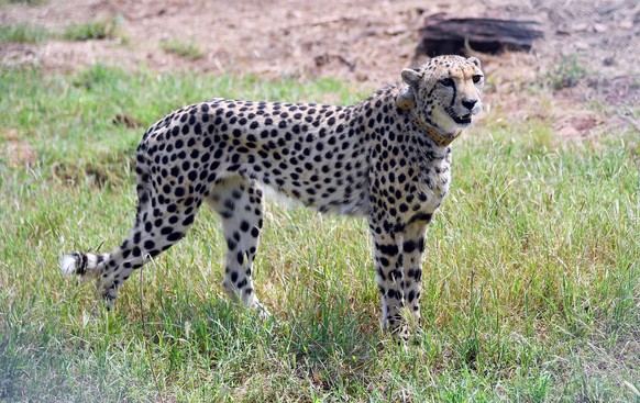 epa10189309 A handout photo made available by the Indian Press Information Bureau (PIB) shows one of the cheetahs released by Indian Prime Minister Narendra Modi that had become extinct in India…