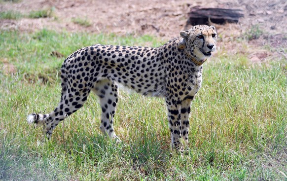 epa10189309 A handout photo made available by the Indian Press Information Bureau (PIB) shows one of the Cheetah released by the Indian prime minister Narendra Modi which had become extinct from India ...