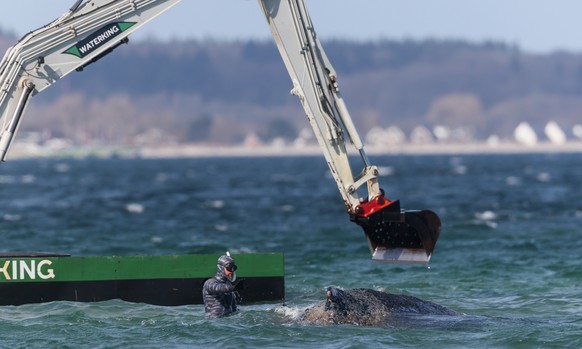 epa12850929 Marine biologist Robert Marc Lehmann attempts to help a beached whale lying in the waters of the Baltic Sea near Niendorf harbor in Timmendorfer Strand, Germany, 26 March 2026. The humpbac ...