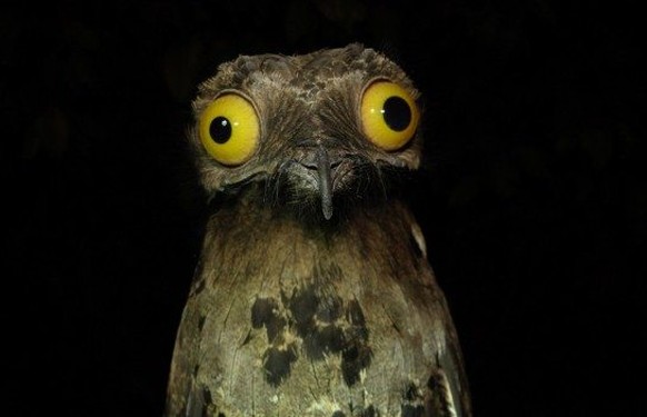 Potoo, Tagschläfer
https://imgur.com/gallery/zNIxJ