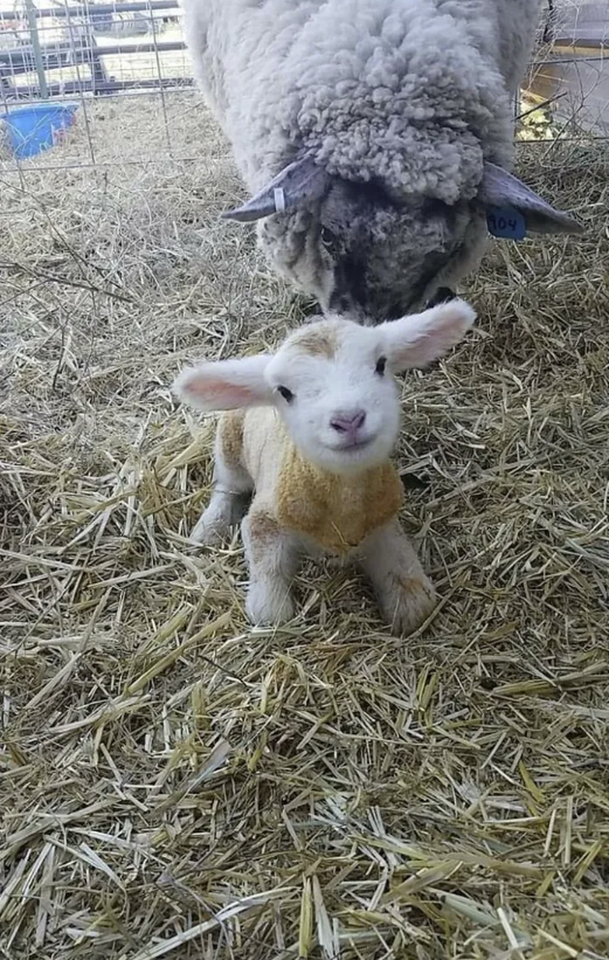 Cute News: Herziges Lamm