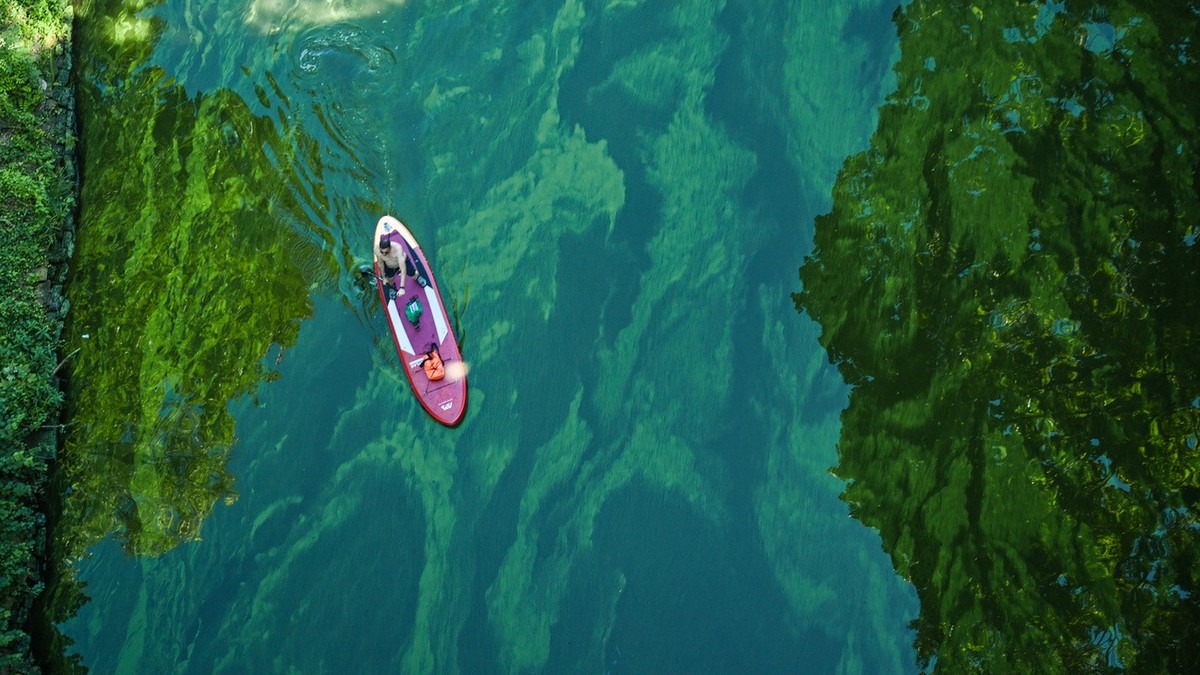 ARCHIV - 06.09.2023, Berlin: Ein Mann auf einem SUP durchquert den Teppich aus Blaualgen in dem von der Havel gespeisten St