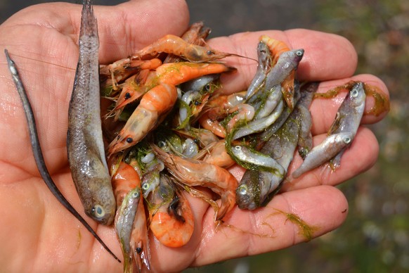 epa09417550 An undated handout photo made available, 17 August 2021, by the Association of Southeastern Naturalist (ANSE) that shows dead fish and shrimp found in the Mar Menor or Minor sea in Murcia, ...