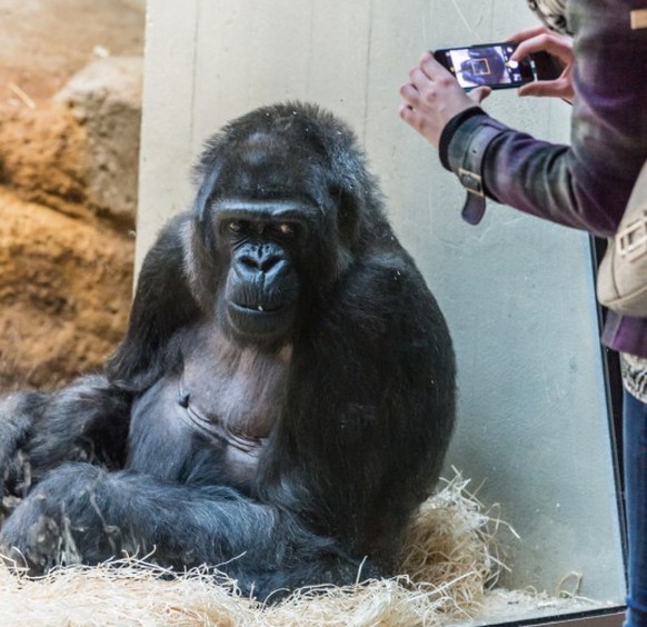 Goma Zoo Basel