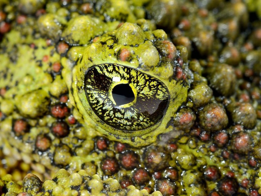 Vietnamesischer Moosfrosch (Theloderma corticale) im Tierporträt der Woche bei den Cute News auf watson.ch