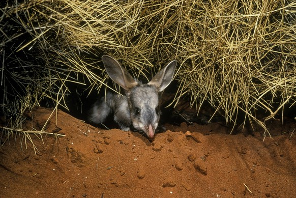 Bilby / Rabbit-eared bandicoot (Macrotis lagotis) Rare and endangered marsupial (mammal) Central Australia PUBLICATIONxINxGERxSUIxAUTxHUNxONLY 961_24_kat01400
Bilby Rabbit eared Bandicoot macrotis la ...