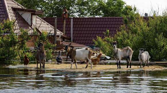 Gestrandete Tiere in der überfluteten Cherson-Region: Für viele von ihnen kam die Rettung zu spät.
