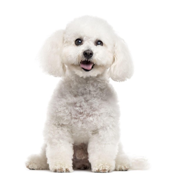 Un bichon Un bichon