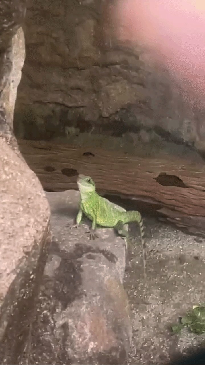 Animiertes GIF