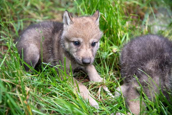 Der Wolfnachwuchs ist Teil des Erhaltungszuchtprogramm.