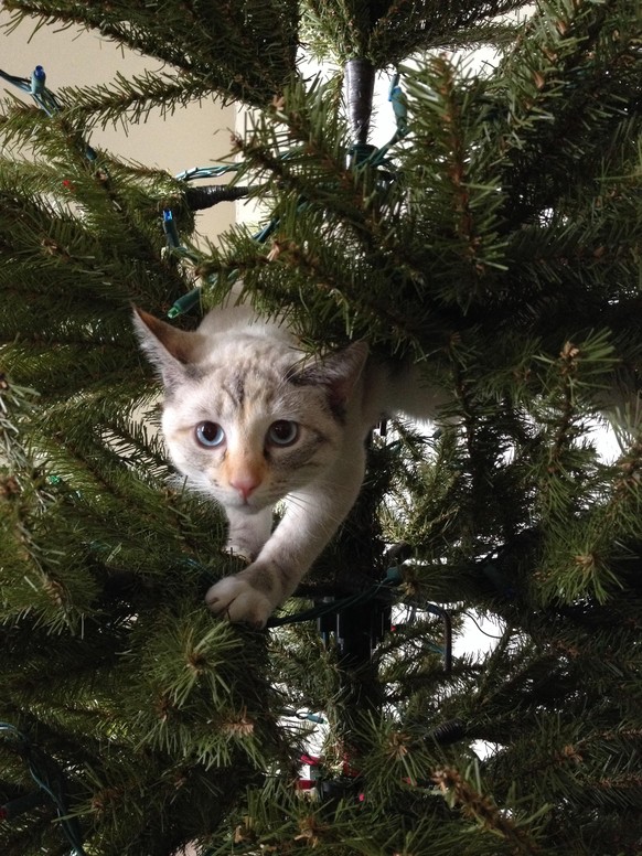 Katze, Tannenbaum
https://imgur.com/gallery/GgKZ3Rd