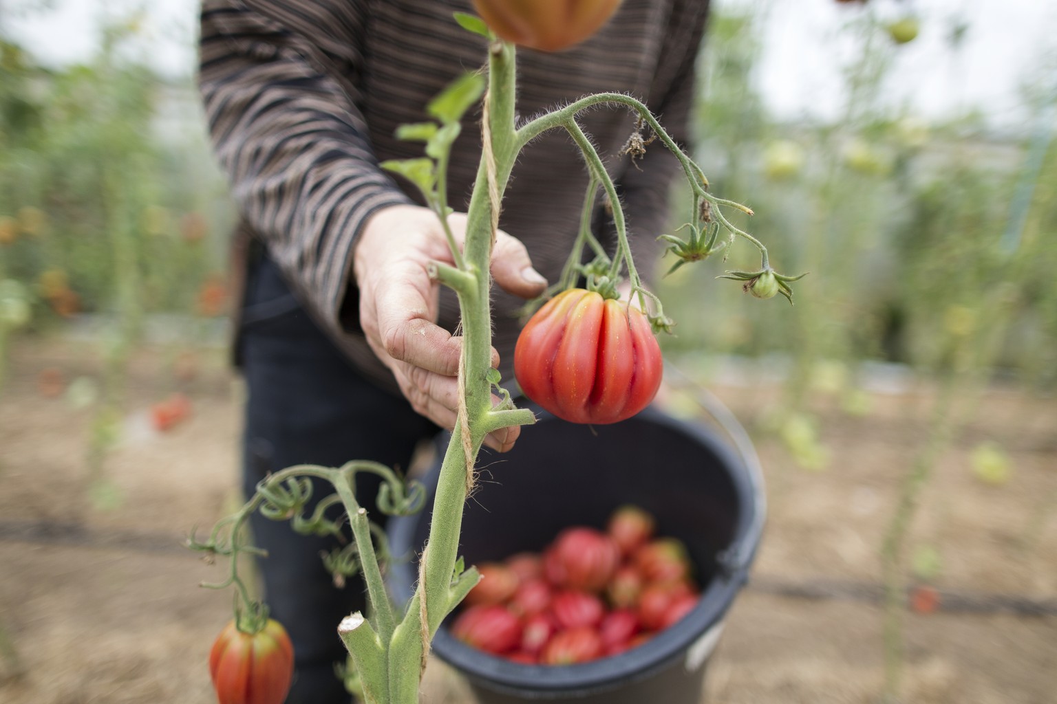 ARCHIV -- ZU DEN EIDGENOESSISCHEN ABSTIMMUNGEN VOM SONNTAG, 23. SEPTEMBER 2018, UEBER DIE ERNAEHRUNGSSOUVERAENITAET, STELLEN WIR IHNEN FOLGENDES BILDMATERIAL ZUR VERFUEGUNG --Employee Sabrina harvests ...