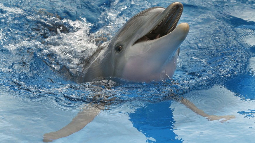 Neue Studie: Delfine probieren Urin, um ihre Freunde zu erkennen