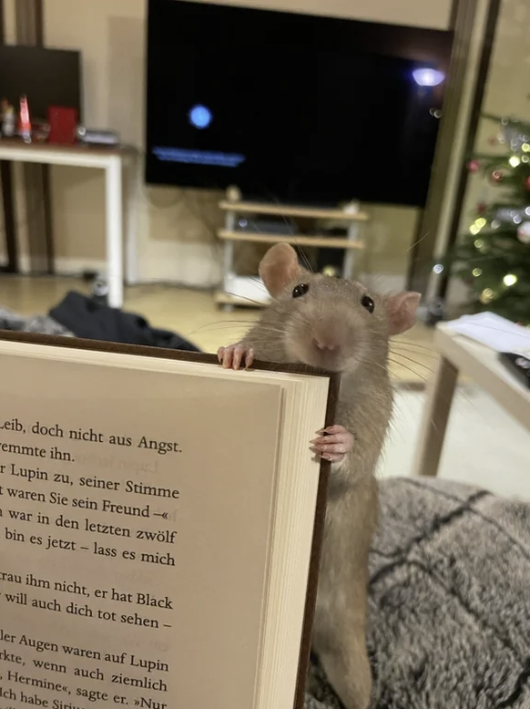 Die lustigsten Tierbilder der Woche: Süsse Ratte