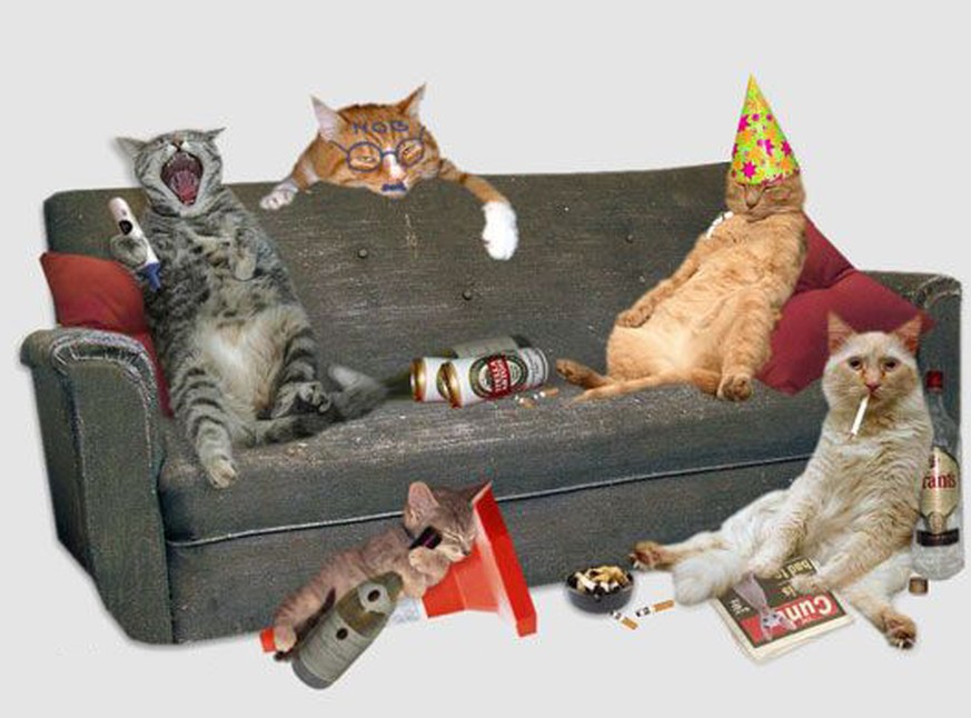 Katzen, die am Wochenende noch ausgiebiger gefeiert haben als du