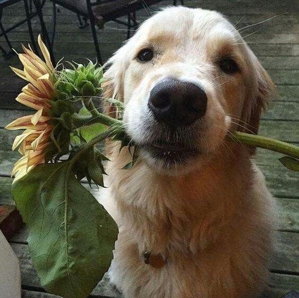 cute news tier hund

https://ch.pinterest.com/pin/558376053793527568/