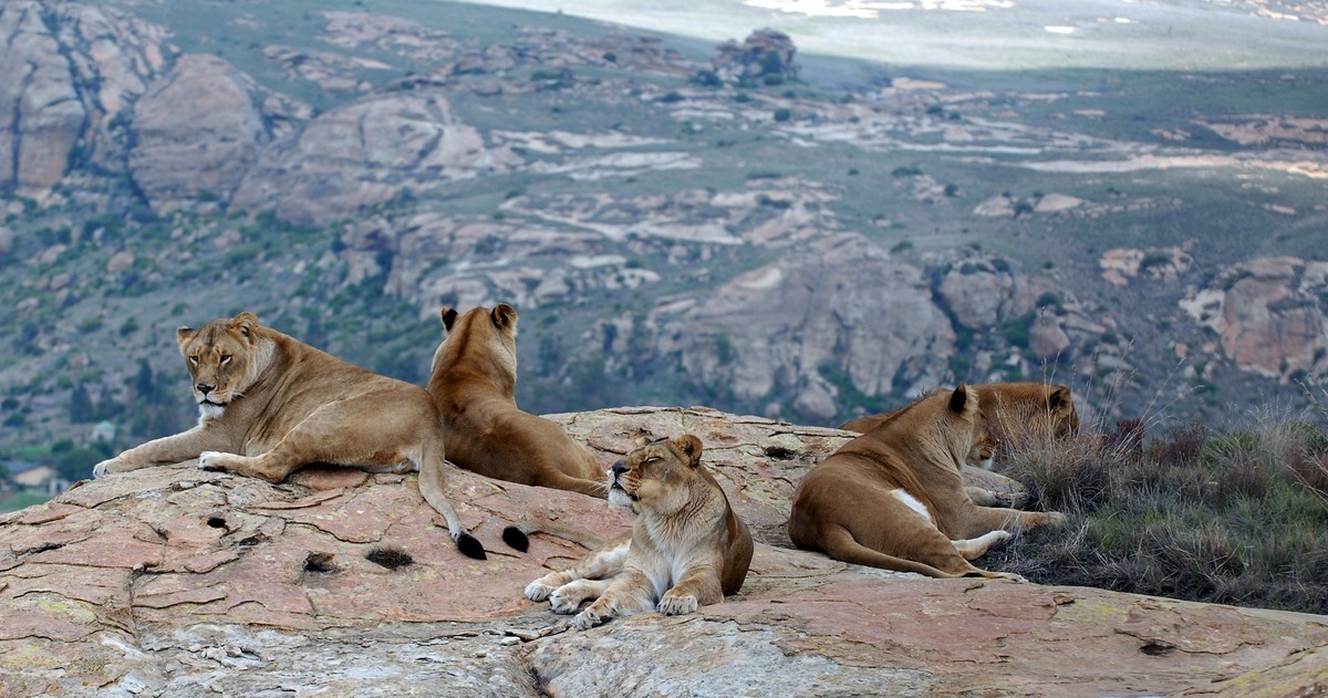 South Africa, LIONSROCK | 2007 11 18 | The Gaenserndorf lions one day after their transfer to LIONSROCK.