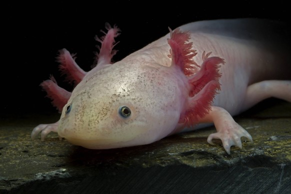 Axolotl / Mexican salamander (Ambystoma mexicanum), white or leucistic form, critically endangered in the wild, captive, native to Mexico PUBLICATIONxINxGERxSUIxAUTxONLY 1421154 JohnxCancalosi

Axolot ...