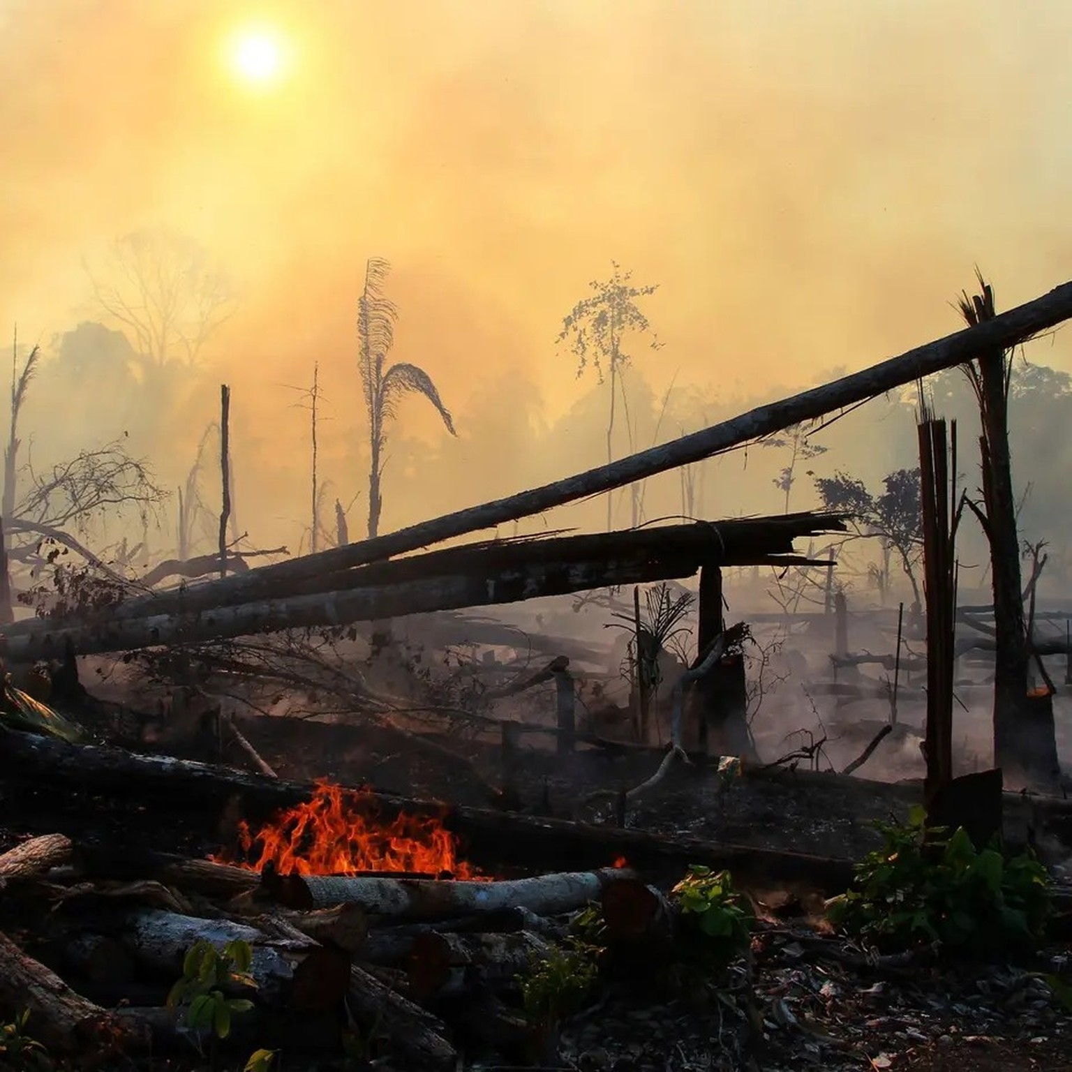 Waldbrände, Trockenheit und Hitze: Wetterextreme nehmen zu. Die Folgen sind verheerend.