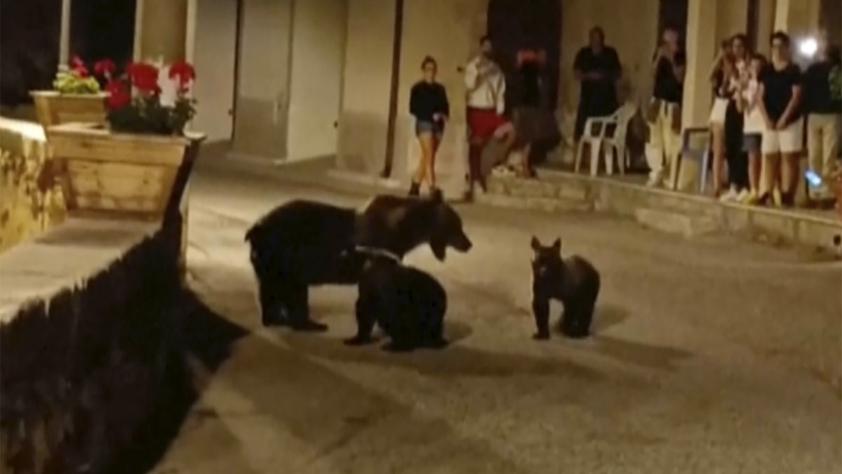 Bear Amarena was shot in Italy – now everyone is worried about her offspring.  Highway dug through the Great Wall of China: Two people arrested