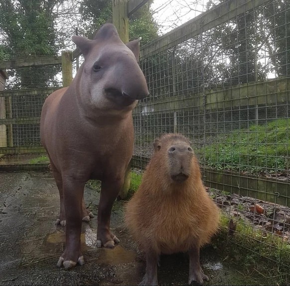 Nice news about the capybara tapir https://www.reddit.com/r/capybara/comments/17ucqht/a_tapir_and_a_capybara/