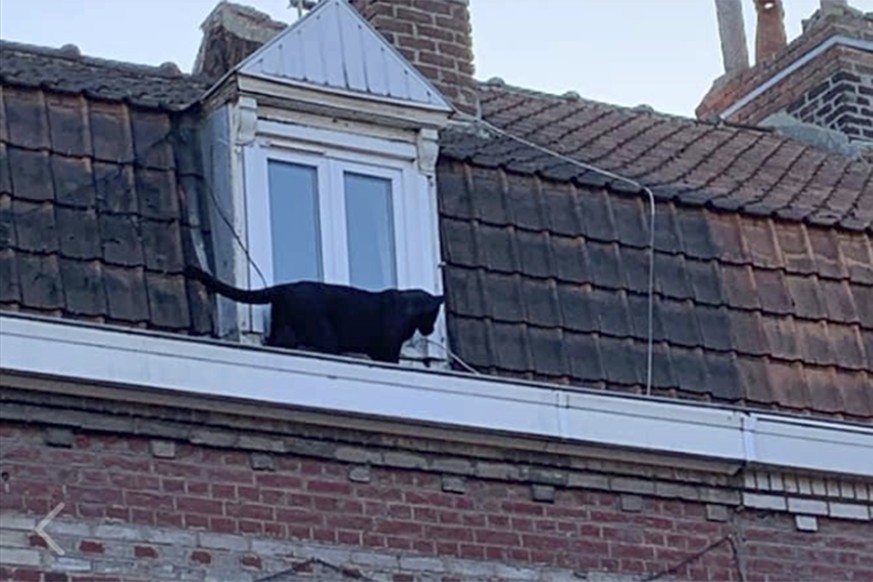 This provided provided by the Fire Brigade of Northern France a panther walks on the gutter of a building in Armentieres, northern France, Wednesday Sept.18, 2019. After securing a perimeter around th ...