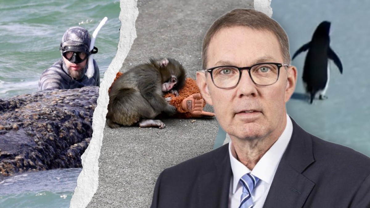Jurist Peter V. Kunz ist einer der bekanntesten Tierschützer der Schweiz. Er sagt: Tier-Einzelschicksale wie die von Timmy, Punch oder dem Lonely Penguin wirken leider nicht nachhaltig auf den Tiersch ...