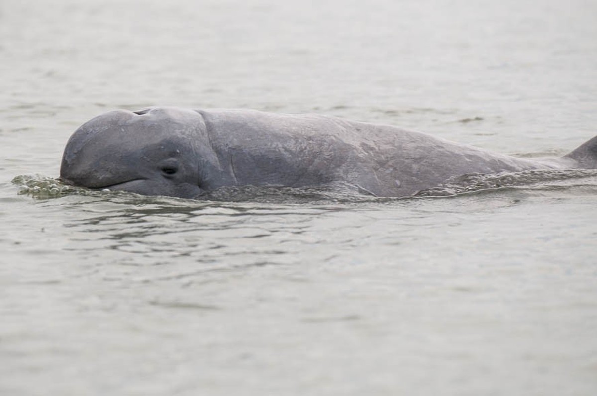 Le premier ministre cambodgien Hun Sen a ordonné lundi la création sur le Mékong de zones de protection de dauphins de de l'Irrawaddy menacés d'extinction.