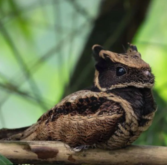 cute news animal tier vogel Riesennachtschwalbe

https://www.reddit.com/r/Awwducational/comments/tlku1u/the_great_eared_nightjar_is_the_largest_species/